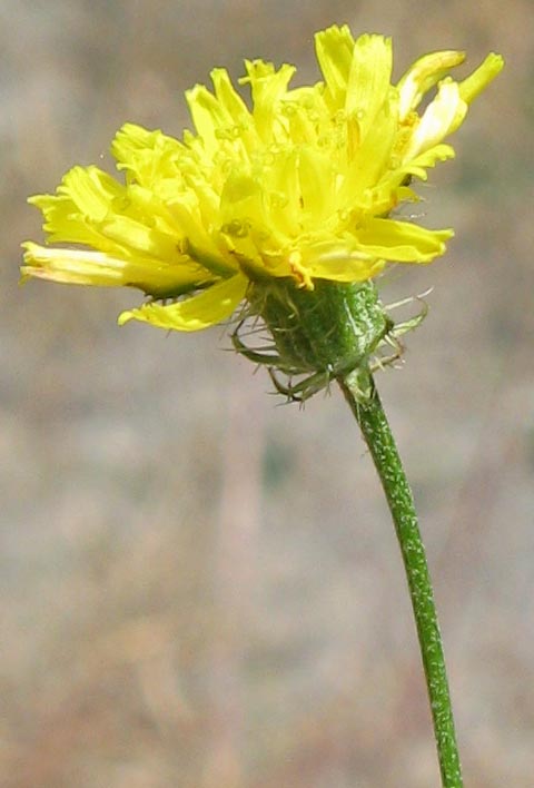 Изображение особи Crepis setosa.