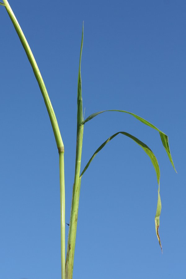 Изображение особи Echinochloa crus-galli.