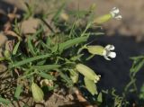 Oberna procumbens. Верхушки побегов с цветками. Астраханская обл, Наримановский р-н, в истоке рук. Бузан, левый берег, среди корней прибрежных ив. 28.08.2011.