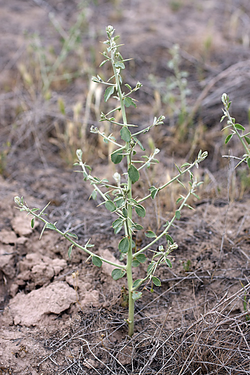 Image of Alhagi canescens specimen.