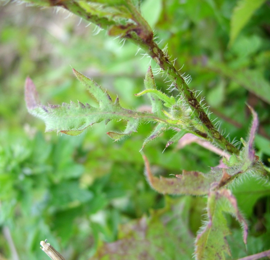 Image of Papaver rhoeas specimen.