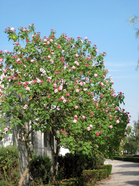 Image of Hibiscus mutabilis specimen.