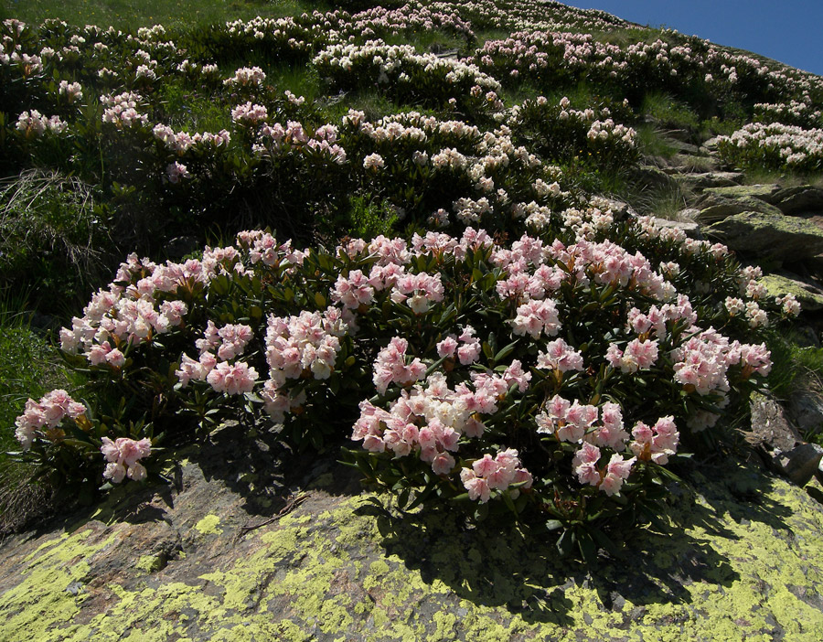 Image of Rhododendron caucasicum specimen.