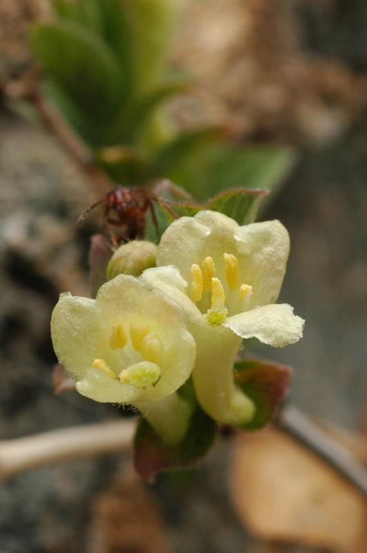 Image of Lonicera semenovii specimen.