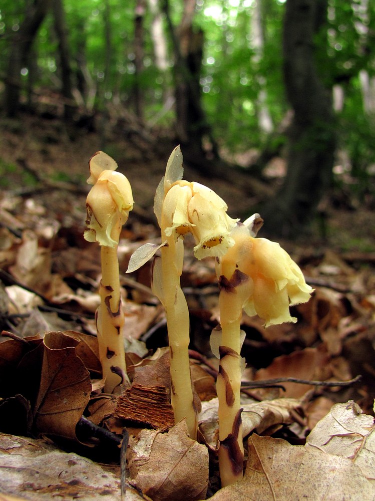 Image of Hypopitys monotropa specimen.