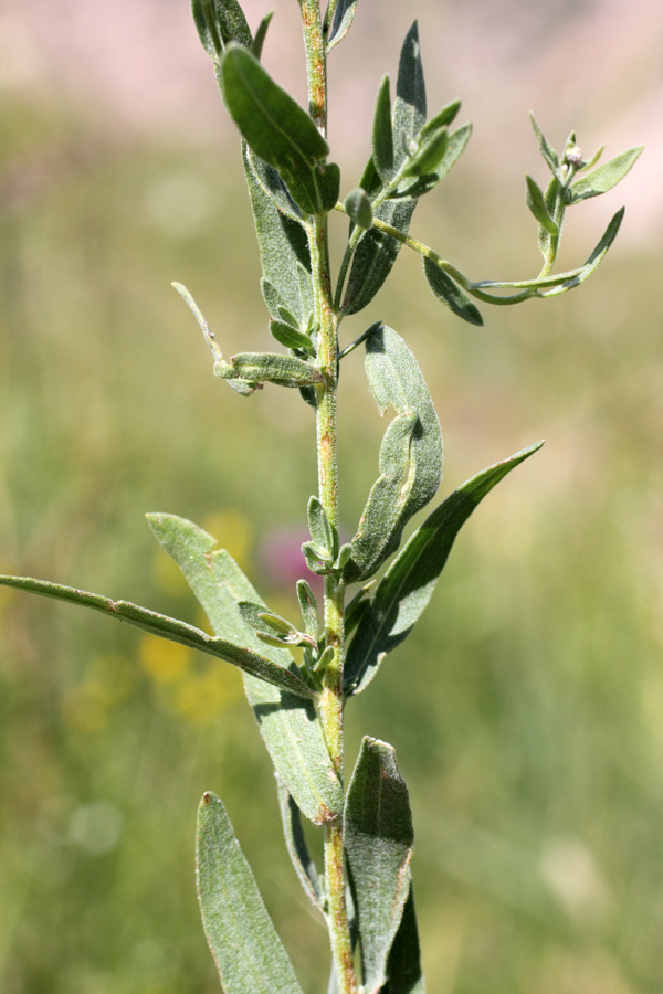 Изображение особи Galatella fastigiiformis.