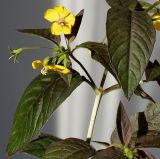 Lysimachia ciliata. Часть побега с цветками (бронзоволистный культивар ´Fire cracker´). Германия. г. Кемпен, в парке. 22.07.2012.