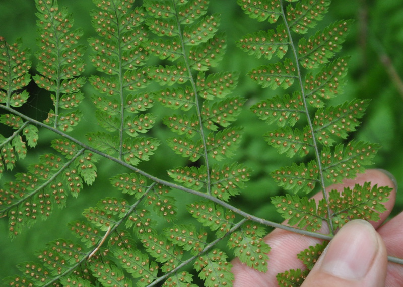 Image of Dryopteris amurensis specimen.