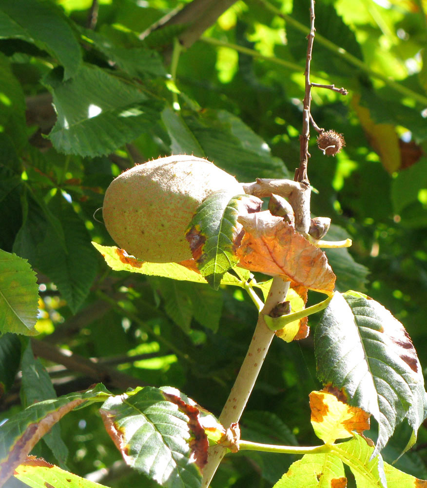 Image of Aesculus glabra specimen.