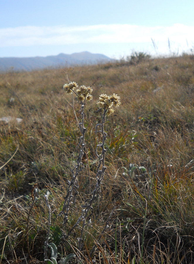 Image of Helichrysum arenarium specimen.