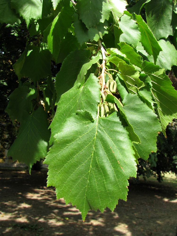 Изображение особи Corylus colurna.