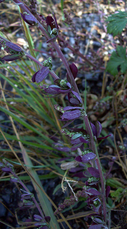 Изображение особи Chenopodium strictum.