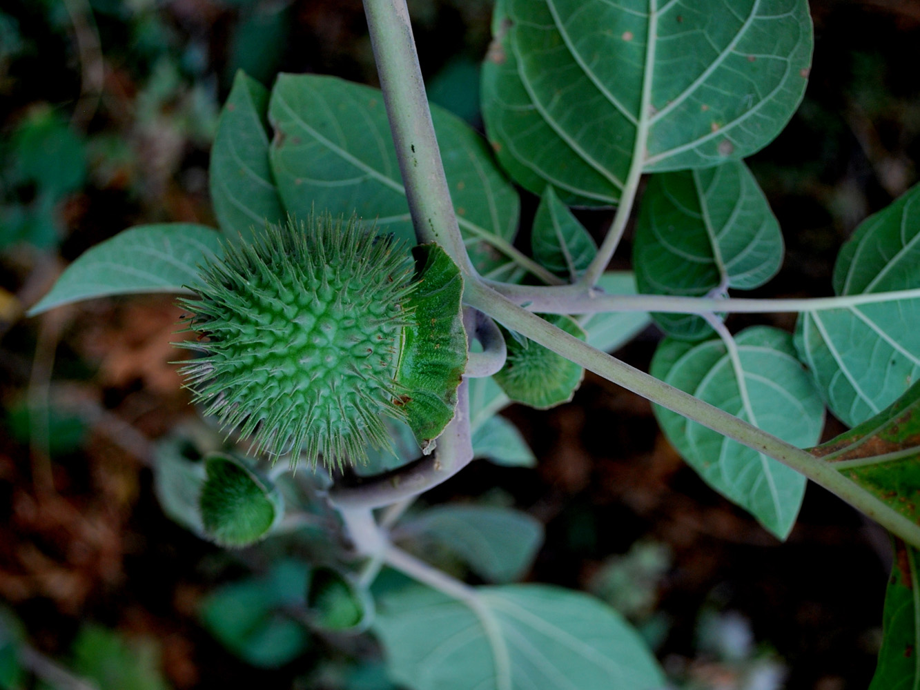 Image of Datura wrightii specimen.