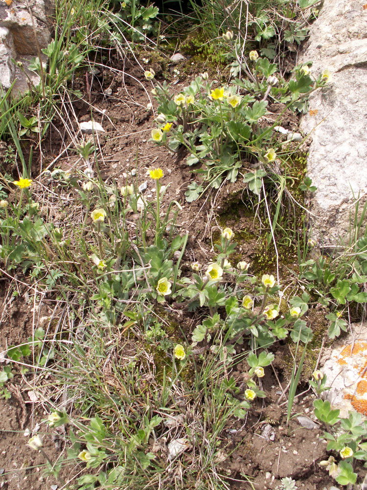 Image of Pulsatilloides obtusiloba specimen.