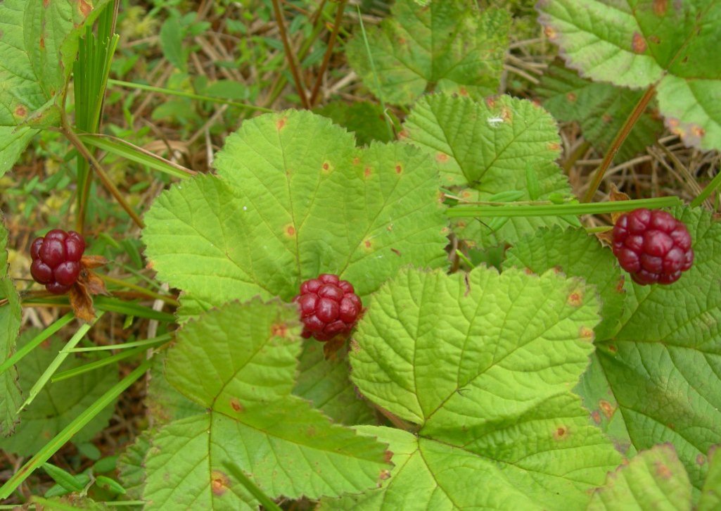 Image of Rubus chamaemorus specimen.