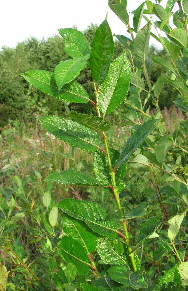 Image of Salix myrsinifolia specimen.