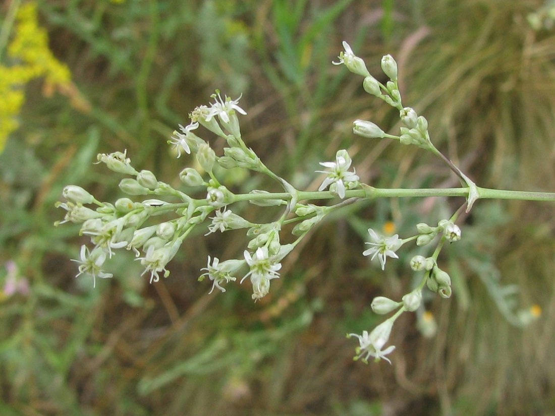 Image of Silene wolgensis specimen.