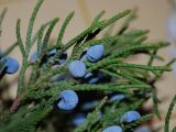 Juniperus virginiana. Веточка с шишкоягодами. Узбекистан, г. Ташкент, пос. Улугбек. 06.11.2012.