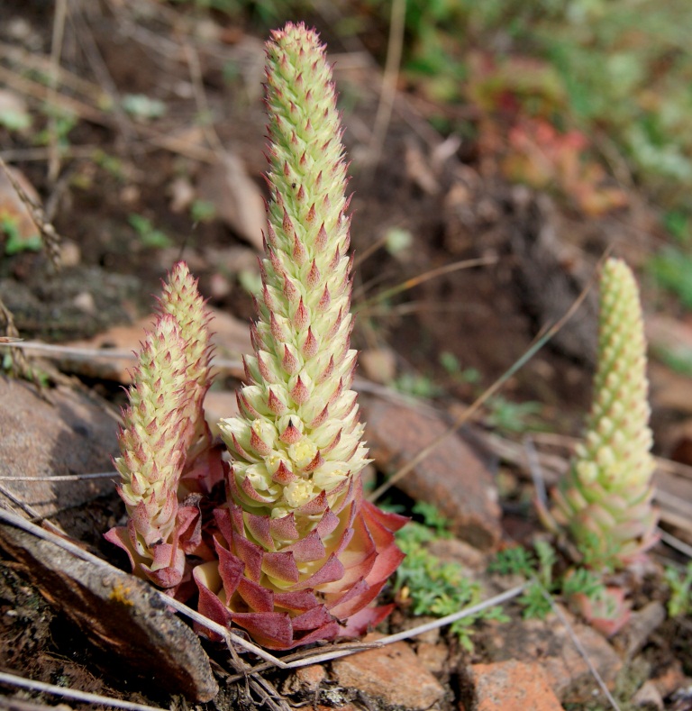 Изображение особи Orostachys malacophylla.