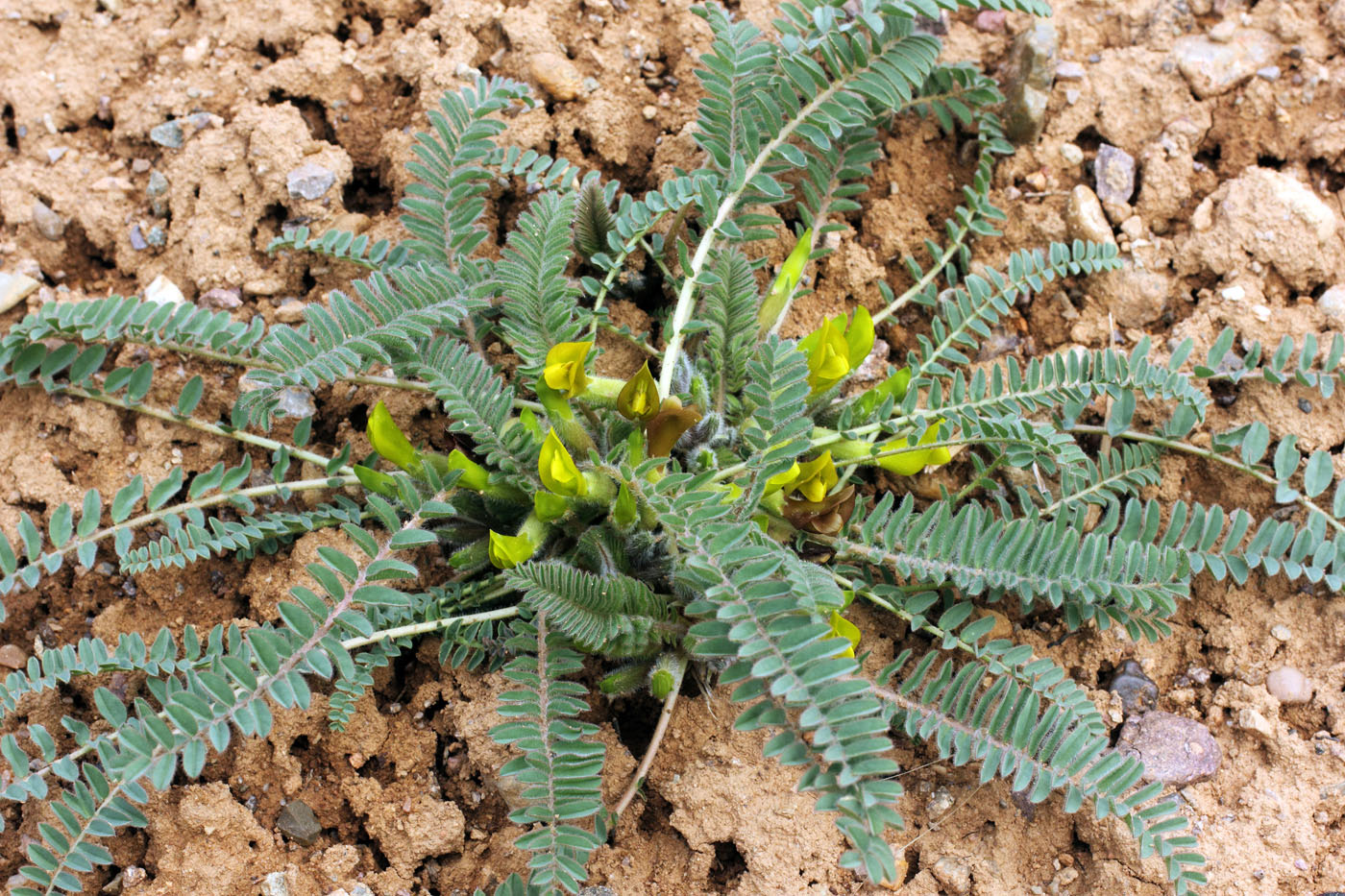 Image of Astragalus atrovinosus specimen.