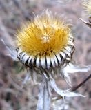 Carlina vulgaris. Перезимовавшая корзинка. Ставропольский край, г. Кисловодск, Креставая гора. 23.03.2013.