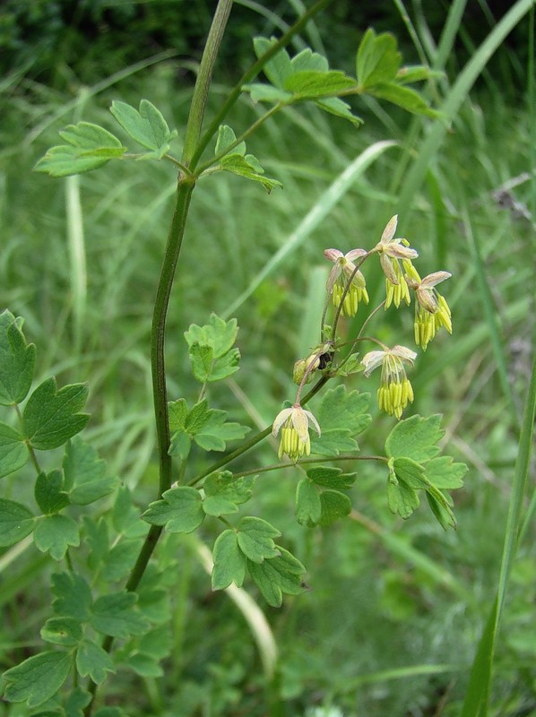 Image of Thalictrum minus specimen.