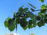 Смотреть изображение Ficus religiosa