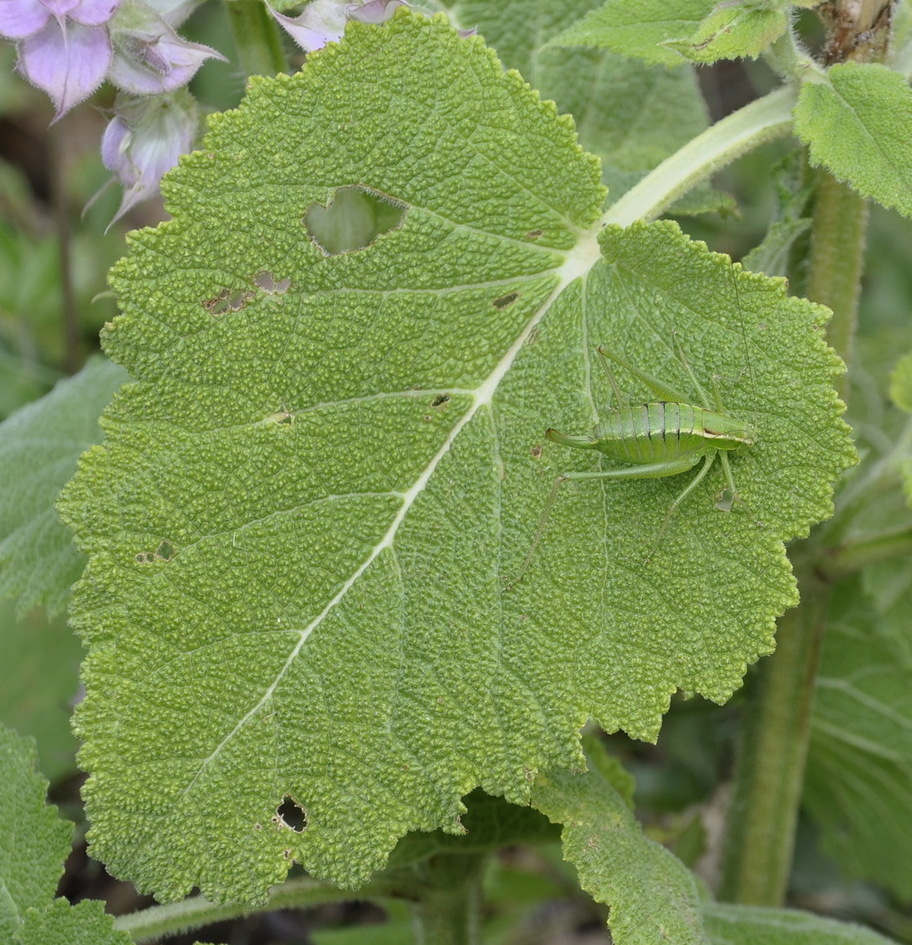 Image of Salvia sclarea specimen.