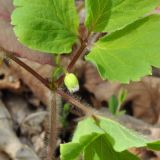 Anemone udensis. Верхушка расцветающего растения. Приморский край, Уссурийский р-н, окр. с. Монакино, широколиственный лес. 18.05.2013.