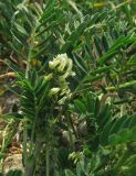 Astragalus cicer