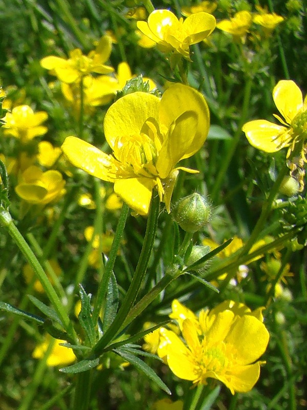 Изображение особи Ranunculus sardous.