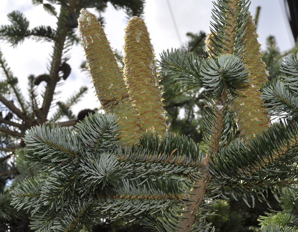 Изображение особи Abies cephalonica.