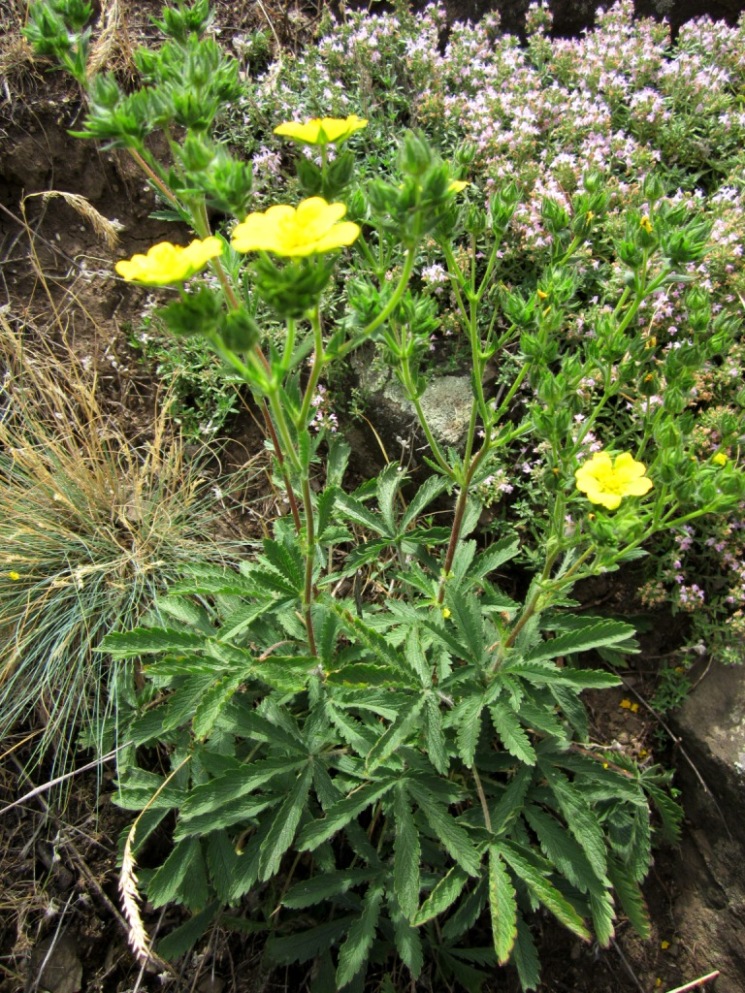 Image of genus Potentilla specimen.