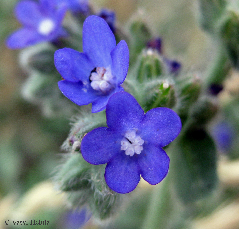 Изображение особи Anchusa officinalis.