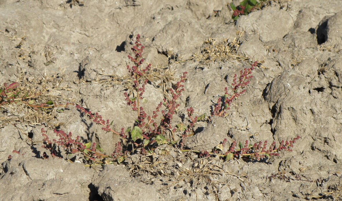 Image of Oxybasis chenopodioides specimen.