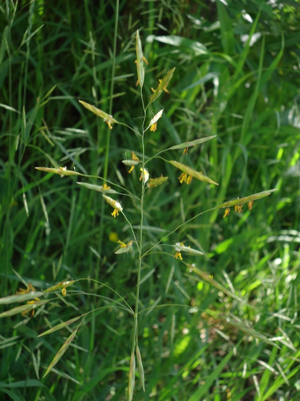 Image of Bromopsis inermis specimen.