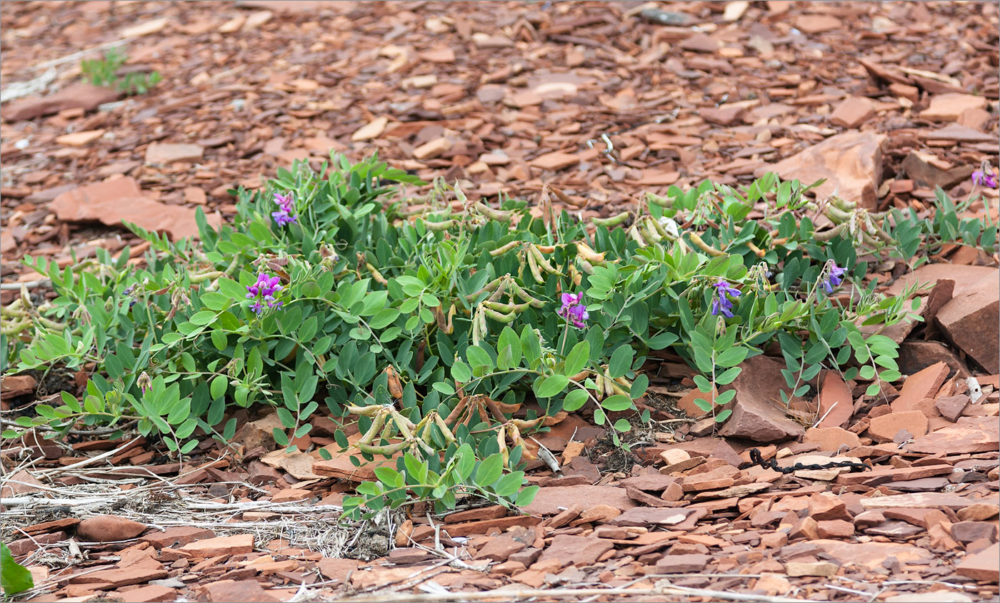 Image of Lathyrus japonicus ssp. pubescens specimen.