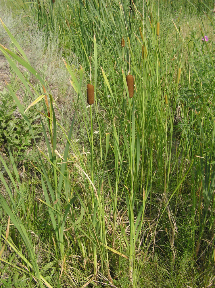 Image of genus Typha specimen.