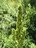 genus Veratrum. Соплодие. Республика Бурятия, Баунтовский эвенкийский р-н, окр. пос. Северный, долина р. Има, лес, обочина грунтовой дороги. 21.07.2013.