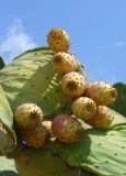 Opuntia ficus-indica. Побег с плодами. Греция, Крит, ном Ханья, г. Георгиуполис, в культуре. 20 августа 2012 г.