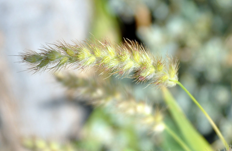 Image of Cenchrus ciliaris specimen.