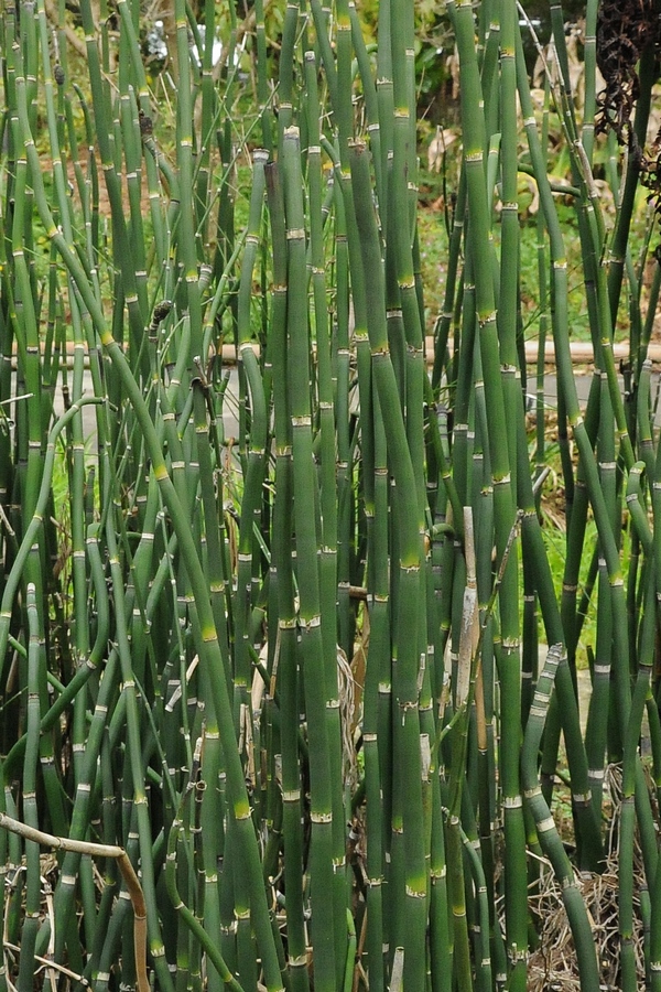 Изображение особи Equisetum hyemale.