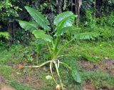 Alocasia macrorrhizos. Вегетирующее растение. Таиланд, национальный парк Си Пханг-нга. 19.06.2013.