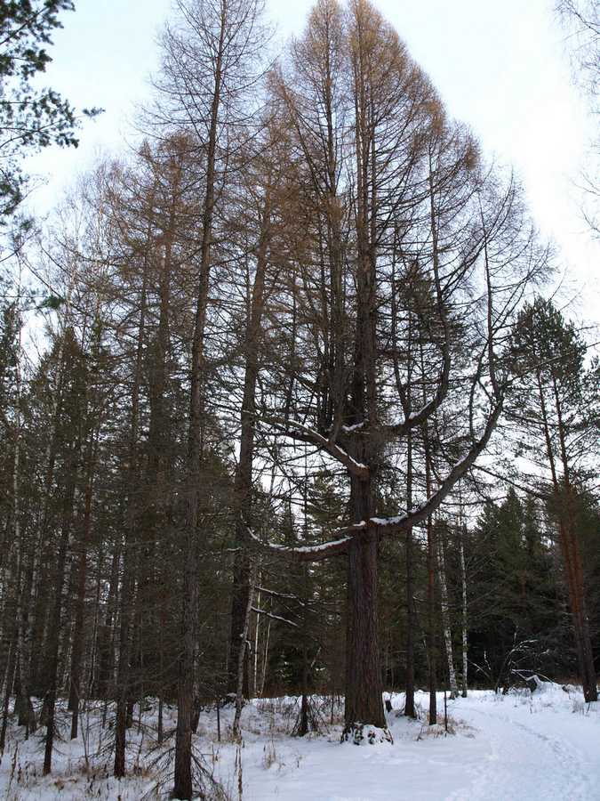 Image of Larix sukaczewii specimen.