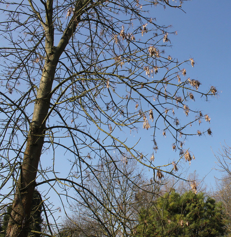 Изображение особи Fraxinus texensis.