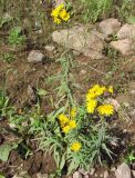 Hieracium umbellatum