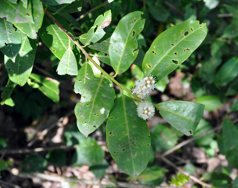 Image of Lauro-cerasus officinalis specimen.