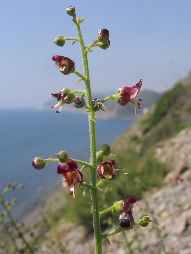 Изображение особи Scrophularia rupestris.