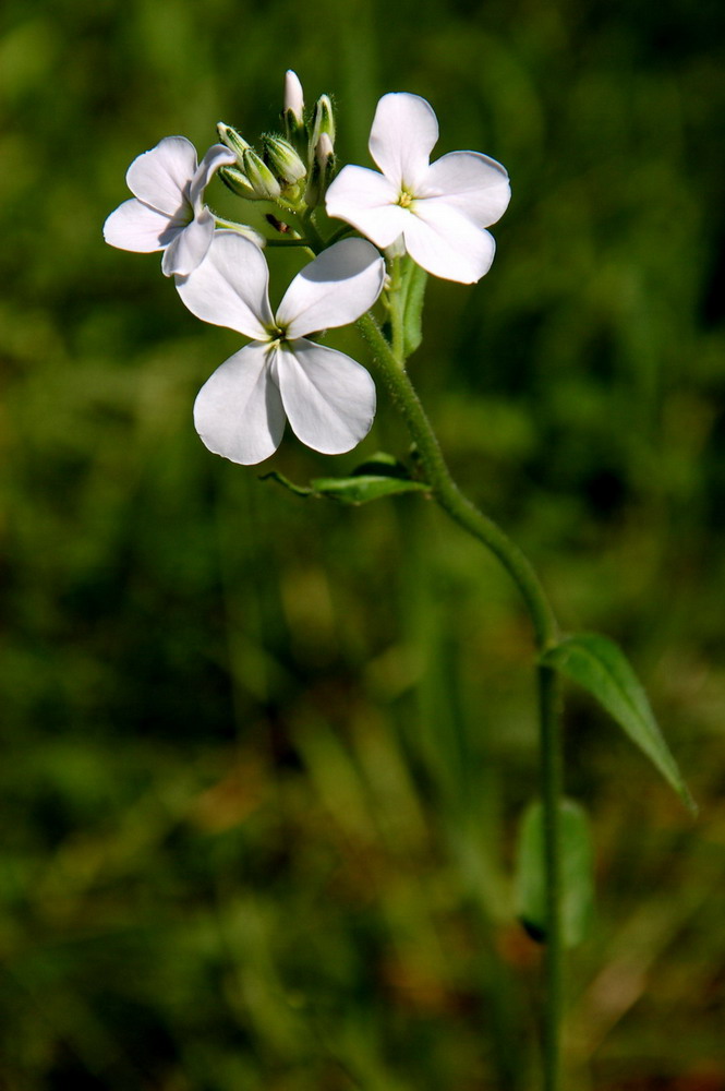 Image of Hesperis sibirica ssp. pseudonivea specimen.