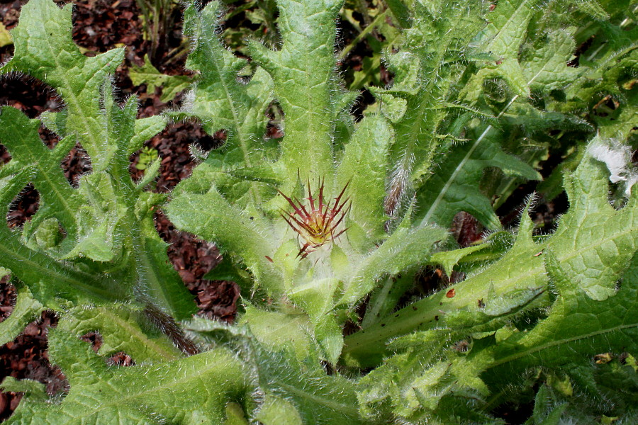 Image of Centaurea benedicta specimen.